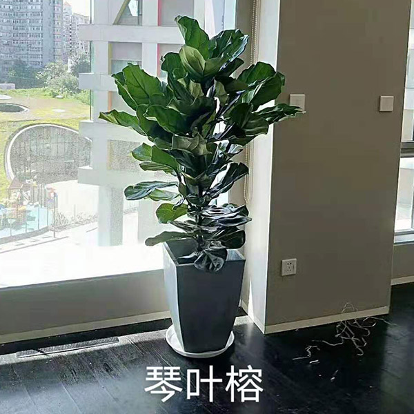 琴叶榕