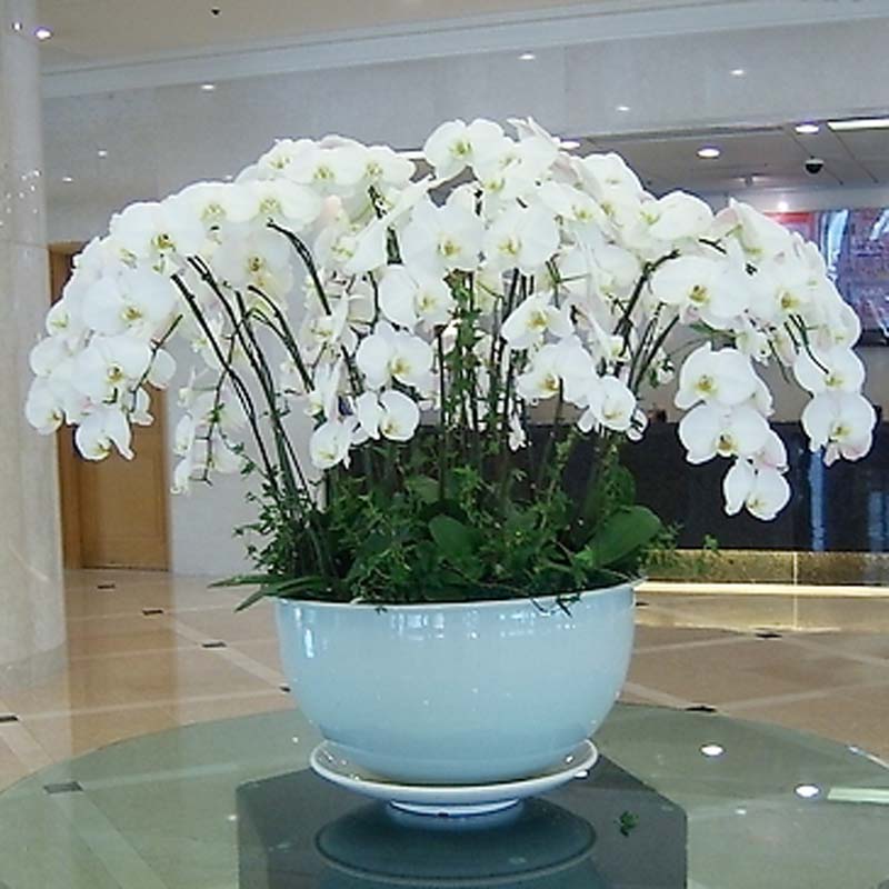 组合花卉
