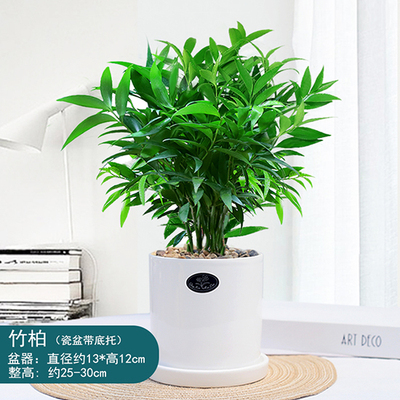 竹柏