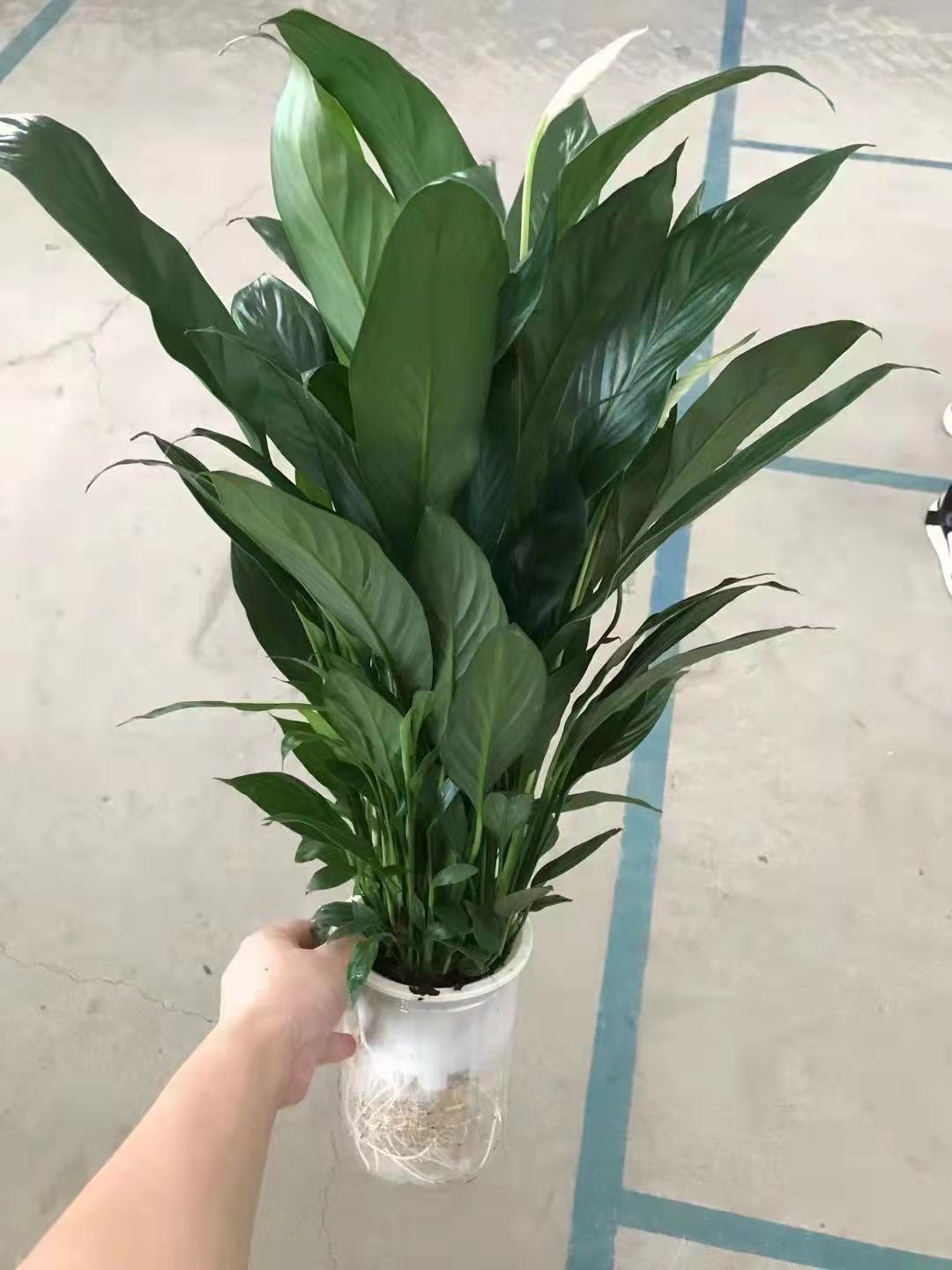 水培一帆风顺